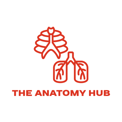 Logo D'anatomie