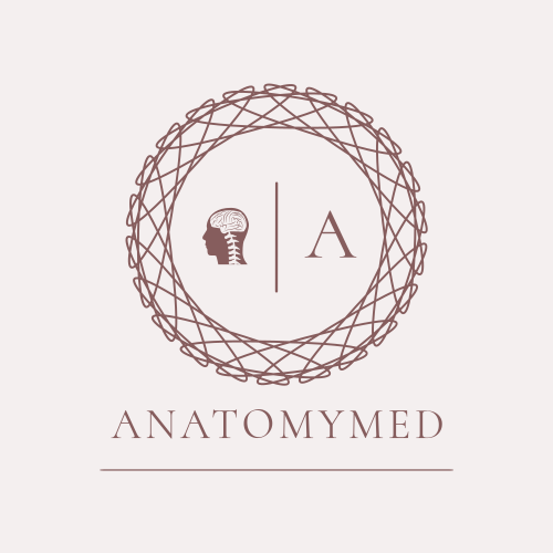 Logotipo De Anatomia